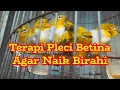 Download Lagu Terapi Pleci Dan Nada Call Pleci Betina Agar Dongkrak Birahi Pleci Jantan