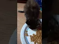 Download Lagu Selfie before eating #kitty #kittycat #catselfie #feedingkittens #babykitten