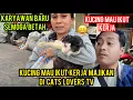 Download Lagu Bikin Haru Kucing Ini Mau Ikut Majikannya Untuk Kerja Di Cats Lovers Tv..‼️