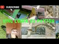 KING COBRA VS PHYTON RETIKULATUS gigitan atau lilitan hanzreptile