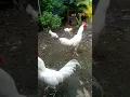 Lagu Ayam putih mulus