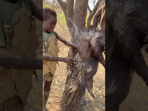 Hadza Tribe preparing and cooking porcupine — a glimpse into traditional bush life.”
