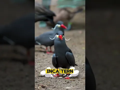 How unique is this mustachioed bird 🤔 DiD u know about this #birds #shorts #viral
