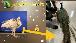 مراحل نمو الطاووس من عمر يوم حتي سن التزاوج   عالم الحيوان والطيور دندنها