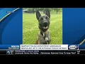 Newport police announces new K-9 unit with introduction of K-9 Mako