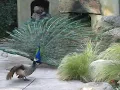 Attempted Mating Peahen Flies Away