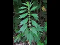 Can you smoke Motherwort herb What is Motherwort used for Motherwort vs Mugwort