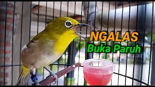 pancingan pleci monty montanus gacor ngalas