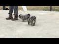 Mixed Puppies Sale in Navarre OH