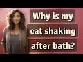 Why is my cat shaking after bath