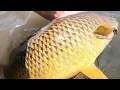 Download Lagu Trophy Carp Fishing is Mayhem #kayakfishing #carp