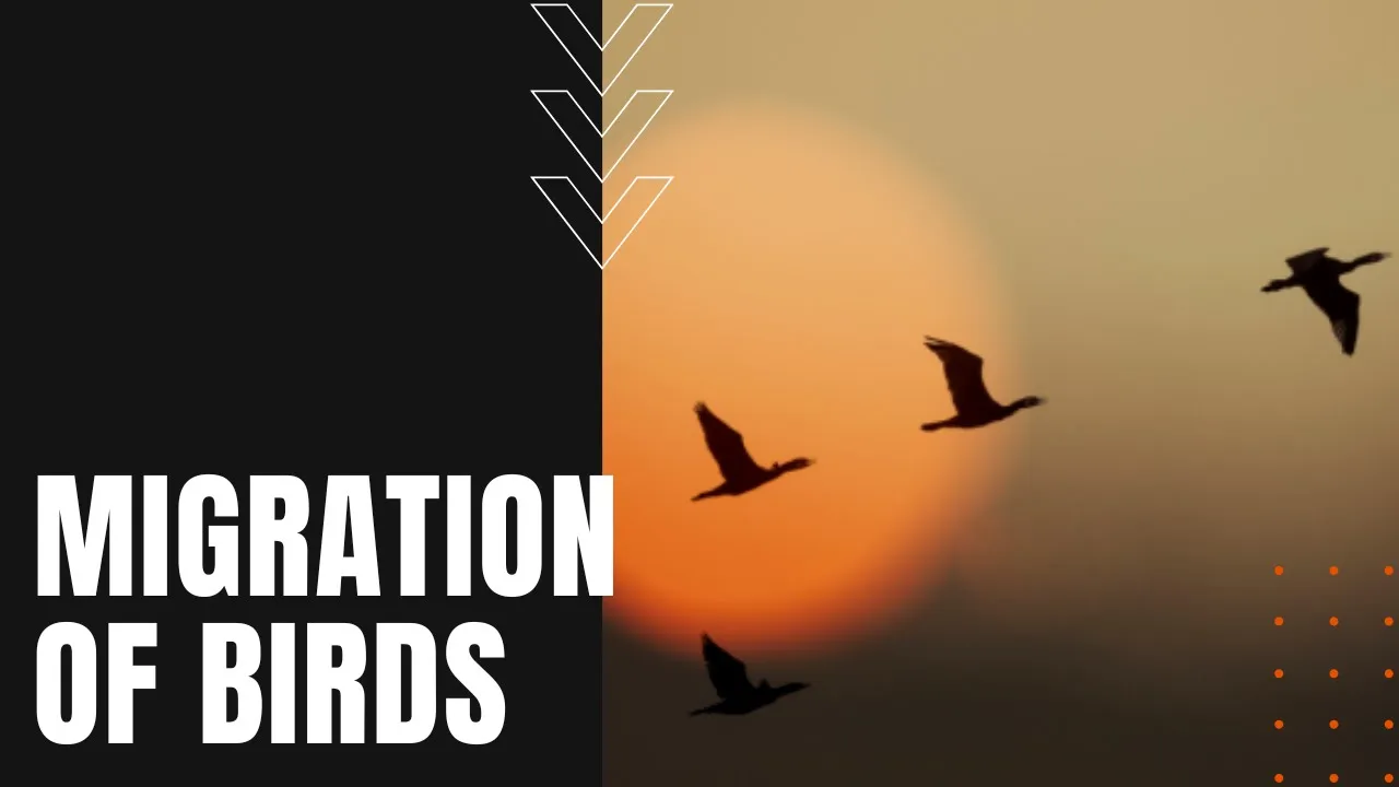 The Migration of Birds