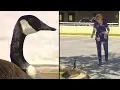 NICU nurse takes care of mama goose at Lehigh Valley Hospital - Cedar Crest