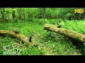 Download Lagu Watch TV with your Pets 😺🐶🦜📺| Squirrels \u0026 Deer in the Forest | 10 Hours for all day Entertainment