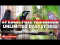 Download Lagu MASTERAN MURAI BATU FULL ISIAN TEMBAKAN DARI KOMPILASI SUARA BURUNG PALING DI CARI TERKINI
