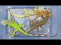 Lagu Catch beautiful iguana, beautiful lizard, scary gecko,giant gecko, rare lizard that are very amazing