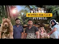 Pitbull Dogs for sale Puppy for Sale Dog Kennel visit Prasanth 360