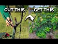How to Prune Fig Trees for BIG Harvests