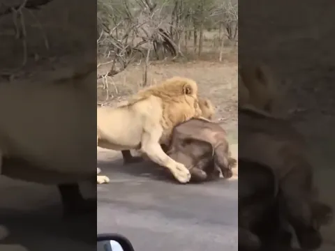 Lions Attack Buffalo Herd #wildlife #animals #shortvideo #viral #lion #buffalo #nature