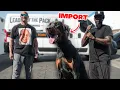 Importing HUGE FEMALE European Doberman from Overseas