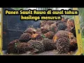 Lagu Panen Sawit Rawa  sambil  cerita harga lahan di Kalimantan Timur 