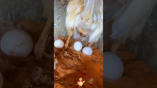 الدجاجة وهي تبيض 
