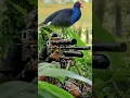 BERBURU SI MANDAR BIRU BERTENGGER ‼️ #hunting #berburuvlog #berburu