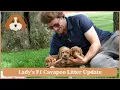 Lady s F1 Cavapoo Litter Update