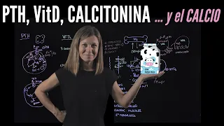 Regulación de los niveles de Calcio por la Hormona Paratiroidea (PTH), Vitamina D y Calcitonina