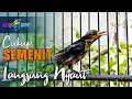 Download Lagu PANCINGAN KONIN IJOAN AGAR BUNYI - TERAPI KONIN BAHAN AGAR BUNYI GACOR