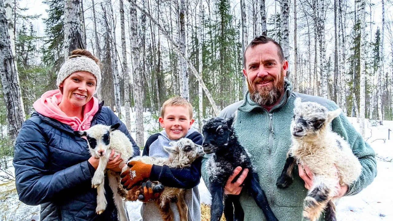 SO Many! RAW BIRTH-Spring Lambs on our ALASKAN Homestead!