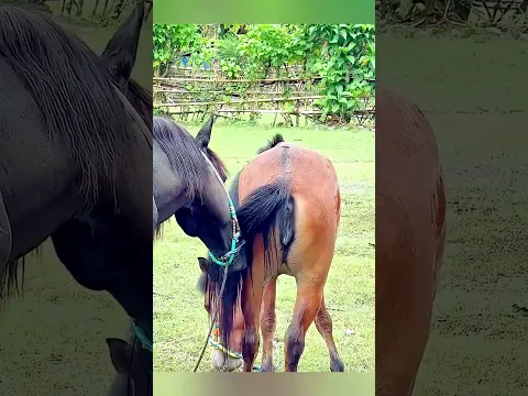 #shorts#comedy#asmr#nature#equestrian#trending#breeding#mating#equestrian