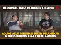 Download Lagu BERAWAL DARI BURUNG LELANG ❓😮 | AGUNG AKUR PETERNAK INTEGRA DARI LAMPUNG 🔥