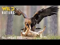 Download Lagu WILD YOSEMITE | The Battle for Survival Amidst Majestic Nature | Animal documentary
