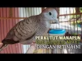 Perkutut Betina memanggil jantan Suara bersahutan perkutut lokal gacor , Ampuh untuk PANCINGAN