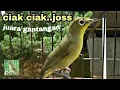 Download Lagu Masteran Kecial Kuning Isian Kenari  | pleci mania.
