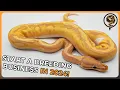 How to Begin a Ball Python Breeding Business in 2025