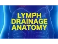 Lymph Anatomy Drainage USMLE