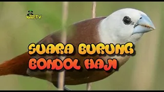suara burung bondol haji untuk pikat
