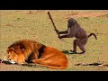 Lagu I Dare You Not To Laugh at These FUNNY Animal 🤣 Funniest Animals Videos