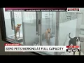 SEMO Pets operating at full capacity