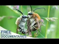 Download Lagu Children of the Sun – Wild Bees