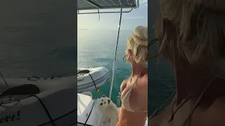 INCREDIBLE Dolphin encounter!! #bahamas #diving #fishing #sailing