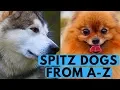 Download Lagu All Spitz Dog Breeds List (from A to Z)
