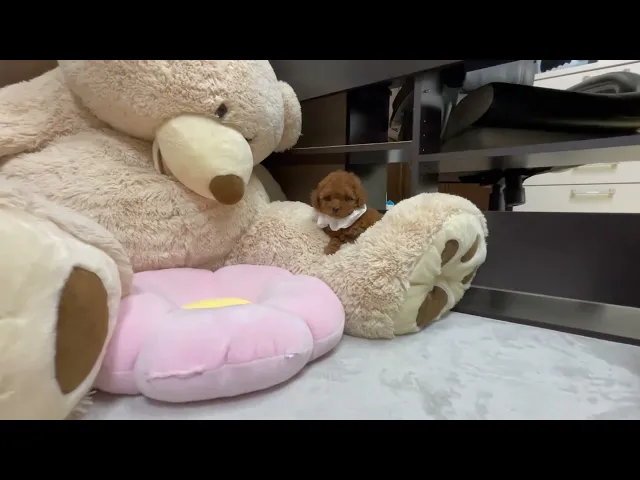 動画