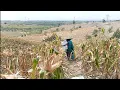 Download Lagu MONTANG MANTENG PERKORO PANAS BANTER SIRAH KLIYENGAN KAKEAN NGOMBE BANYU