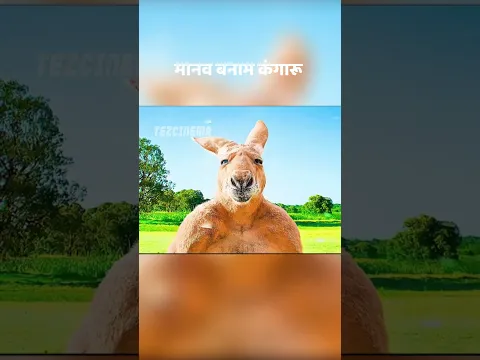 man vs kangaroo