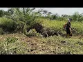 Download Lagu #potong rumput, super lebat