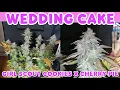 WEDDING CAKE SEED TO HARVEST SPIDER FARMER SF1000 SIMPLE ORGANIC HOMEGROW 420GEEKS 420Lexikon