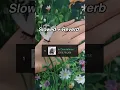 Download Lagu which version of “Dandelions” by Ruth B. is better?? 🎧😌 #llusionmusic